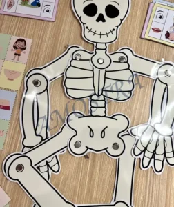 Amostra do material A26- Corpo Humano